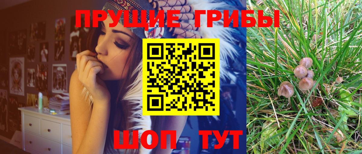 Псилоцибиновые грибы Cubensis  Вход с VPN  Северск 